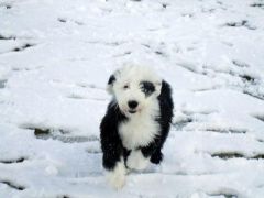 Puppy snow